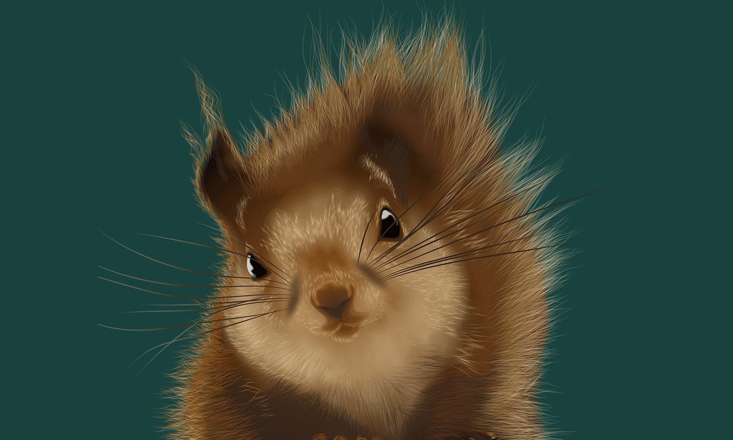 Squirrel illustration